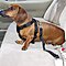 Pet Safety Car Seat Belt Leashes