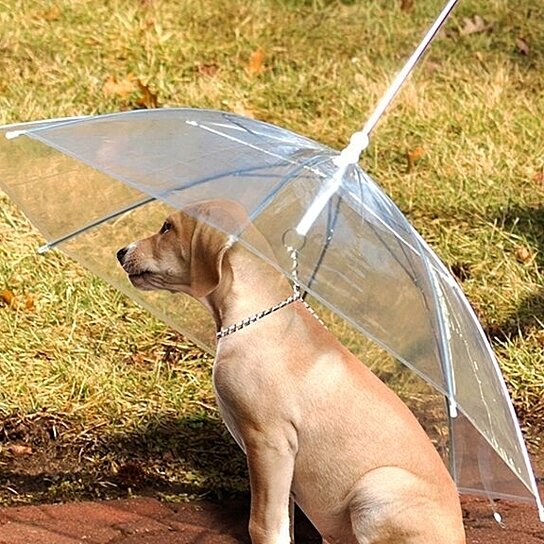 dog umbrella