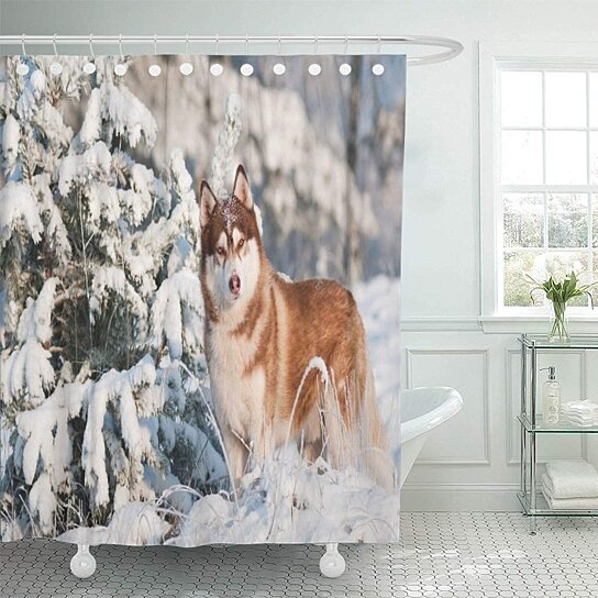 Buy Brown Siberian Husky Dog Winter Portrait Nature Puppy Bathroom Decor Bath Shower Curtain 66x72 Inch By Wallis Flora On Opensky