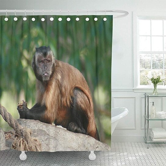 Buy Face Capuchin Monkey Cute But Mad Zoo Bathroom Decor Bath Shower Curtain 66x72 Inch By Wallis Flora On Opensky