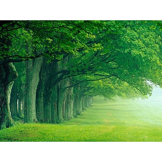 7x5ft Spring Forest Tunnel Polyester Photography Backdrops Railway Luxuriant Green Plants Background Travel Theme Personal Portraits Wedding Photo Studio Props Natural Landscape 