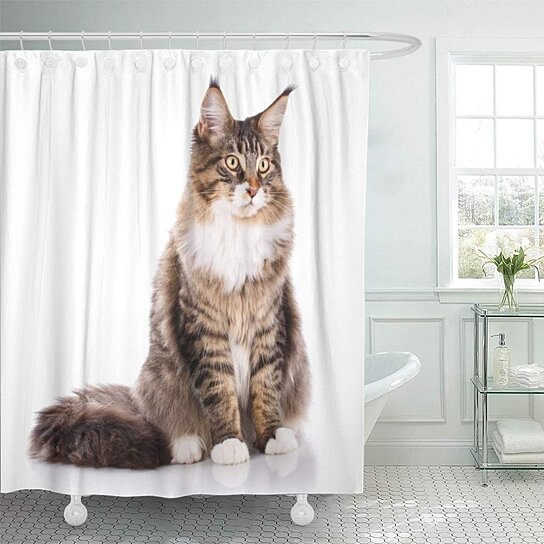 Buy Portrait of Maine Coon Cat 6 Months Old Sitting Shower ...