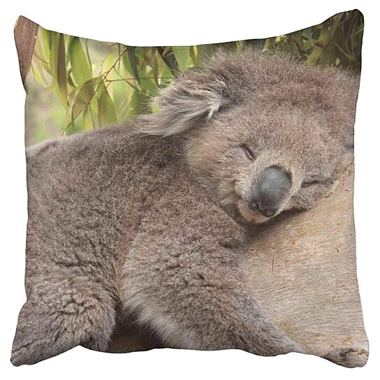 koala bear pillow