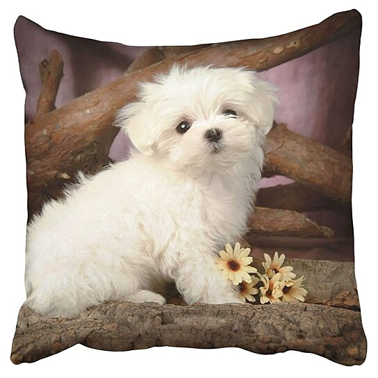 maltese pillow