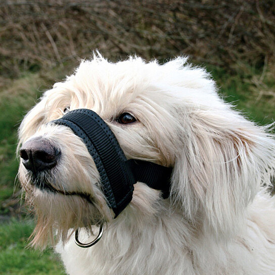 can you use a muzzle to keep a dog from barking