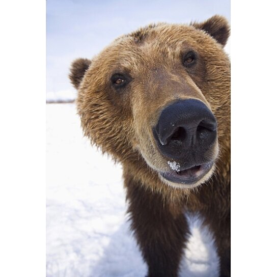 Brown Bears - Alaska Wildlife Conservation Center