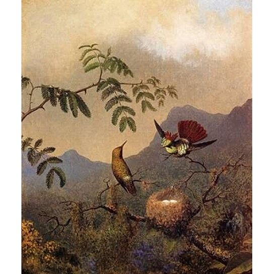 Frilled Coquette Poster Print by Martin Johnson Heade - Item # VARPDX375805