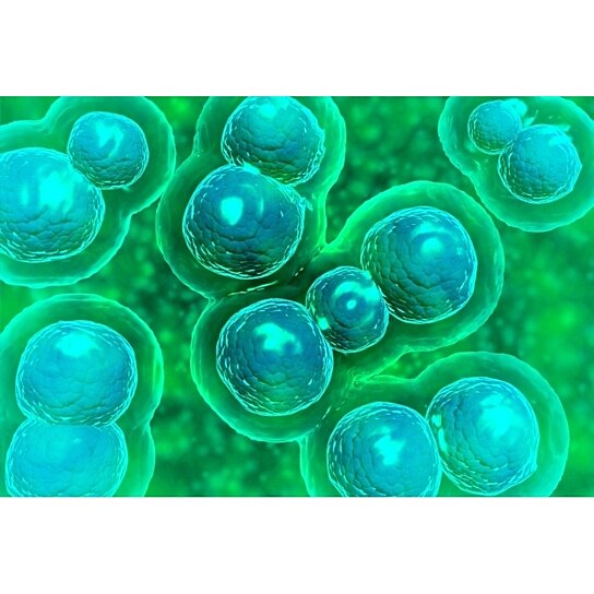 Buy Microscopic View Of Chlamydia Chlamydia Is A Common Sexually