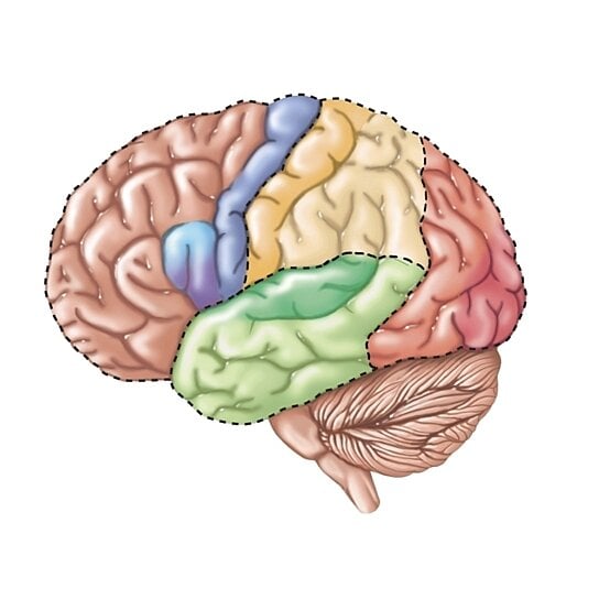 Buy Side View Of The Human Brain Showing The Functional Lobes. Poster 