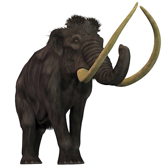 Buy The Woolly Mammoth is an extinct herbivorous mammals that lived ...