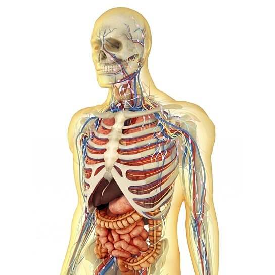 Buy Transparent human body with internal organs, nervous system ...