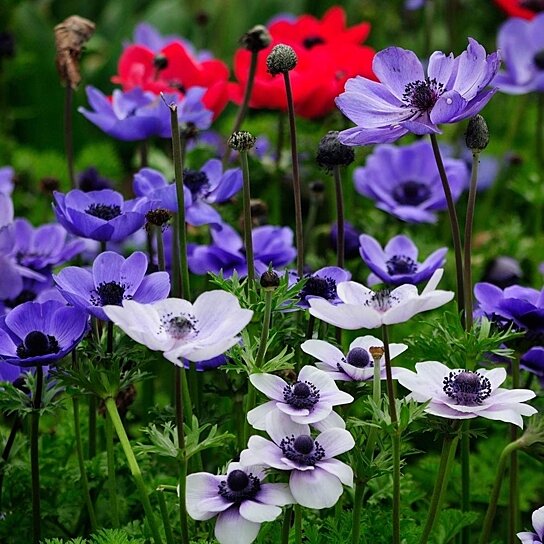 Buy Anemone De Caen Mixed Flower Bulbs - Amazing Red, White, Blue and Pink  Blooms, Add Color to Your Garden - 75 Flower Bulbs by New Product Solutions  on Dot & Bo