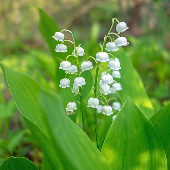 Sweet Dutch Lily of The Valley Flower Bulbs - Rich Scented, Wonderful  Blooms and Beautiful Petals - 4 Flower Bulbs